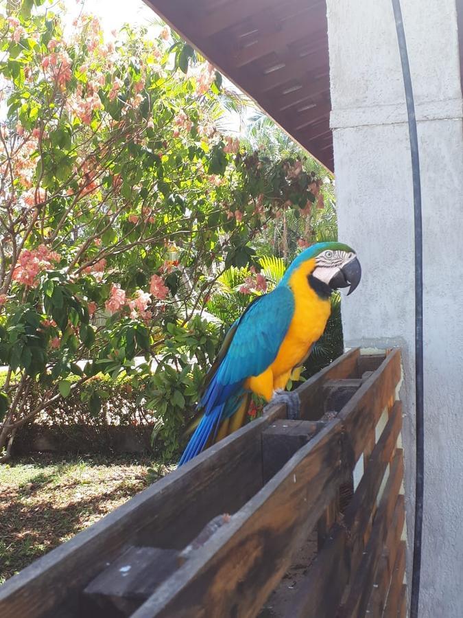 Pousada Recanto Dos Passaros Balsas Exterior foto