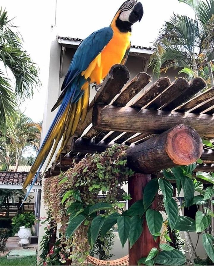 Pousada Recanto Dos Passaros Balsas Exterior foto