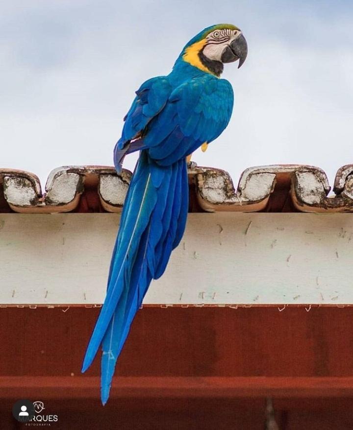 Pousada Recanto Dos Passaros Balsas Exterior foto