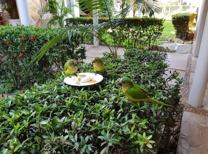 Pousada Recanto Dos Passaros Balsas Exterior foto